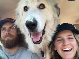 Fundraiser by Brandon Cocard : Roo's Bone cancer treatment