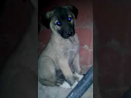 Mavi Gozlu Kangal Yavrulariyla Youtube