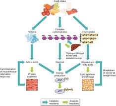 overview of metabolic reactions anatomy and physiology ii