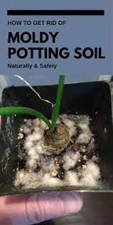 How To Get Rid Of Moldy Potting Soil Naturally Safely Plant Pests Plants Avocado Plant