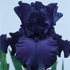 Pin By Rebecca On Iris Flower Power Bearded Iris Iris Flowers Iris Garden