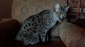 The goal at thomwren is to provide healthy, happy beautiful and highly social savannahs as pets and show/breeder animals for our fellow feline lovers. Adopted Snorky F1 Male Tucson Savannah Cat Rescue Facebook