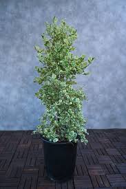 Image result for Ficus triangularis