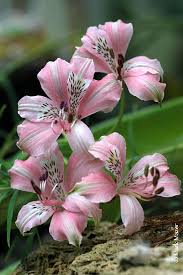 Image result for Alstroemeria pulchella