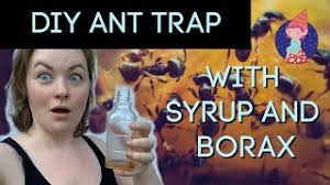 When you open your cabinets and see ants swarming your spilled sugar, it might be tempting to use strong chemicals to take them all out as soon as possible. How To Kill Ants With Borax Make Diy Ant Trap Crafty Little Gnome
