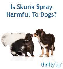 Is Skunk Spray Harmful To Dogs Thriftyfun