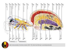 Anatomy Theraphosidae