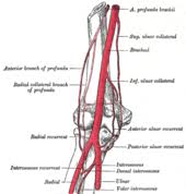 When one is standing in the anatomical position, the area that you are referring to is called the cubital fossa or. Elbow Wikipedia