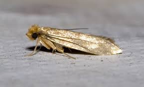 Platyanaya Mol Kak Borotsya I Kak Pobedit Polezno Ogorod Ru Getting Rid Of Moths Moth Moth Fly