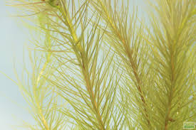 Image result for Mayaca