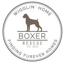Adopt a rescue dog through petcurious. Home Wigglin Home Boxer Rescue