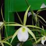 brassavola perrinii de www.orquideas.eco.br