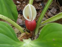Philodendron Fragrantissimum Hook G Don Philodendron Beautiful Flowers Real Plants