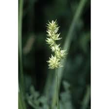 Image result for Carex sp.no.1