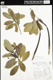 Image result for Cassipourea fanshawei