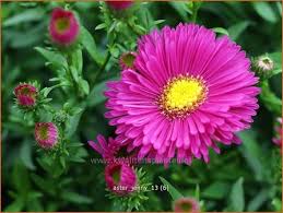 Image result for Asters `Jenny