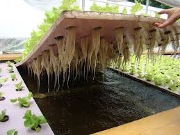 Solids Removal In Aquaponics Is A Very Important Aspect Of A Healthy And Productive System Read About Various T Hydrokultur Garten Hydrokultur Garten Pflanzen