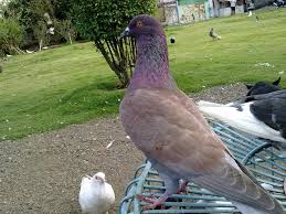 We did not find results for: 7 Cara Membuat Jamu Untuk Burung Dara Arenahewan Com