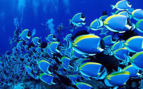 Download, share or upload your own one! Blue Fish Wallpapers Top Free Blue Fish Backgrounds Wallpaperaccess