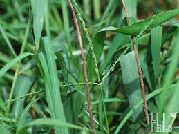 Image result for Vossia cuspidata