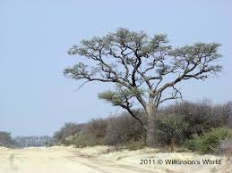 Modeled, textured, rendered and composited using maya Camel Thorn Trees Stalwarts Of The Desert Wilkinson S World