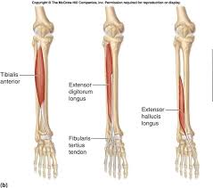 The extensor digitorum longus is a penniform muscle, situated at the lateral part of the front of the leg. Pin Oleh Luisa Mv Di A P Muscles