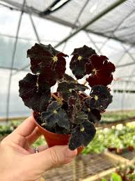 Image result for Begonia