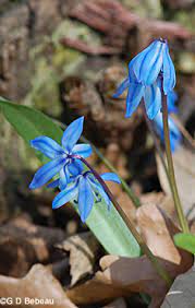 Check out our blue spring flowers selection for the very best in unique or custom, handmade pieces from our shops. Blue Squill Scilla Sibirica Haw