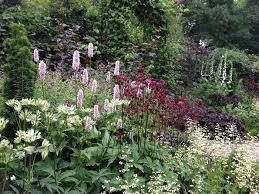 Ideally, these bountiful blooms should be planted where they will receive a few hours of morning light, with dappled shade the rest of. Pin By Jennifer Slipp On Garden Goodness Plants Plants Uk Cottage Garden Plants