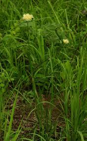 Image result for Cyperus hemisphaericus