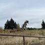 Profile Picture of How to find Alice the dinosaur in Penticton - The Sunny Okanagan (@thesunnyokanagan.com) on Google