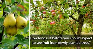 For each tree is known by its own fruit. In How Many Days My Tree Will Give Fruit Blog Nurserylive Com Gardening In India