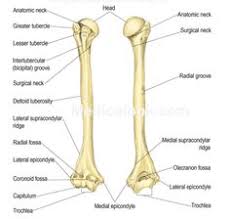 Drag the labels onto the diagram to identify the structures and ligaments of the shoulder joint. Chapter 8 Skeletal System Skeletal System Anatomy And Physiology Skeletal
