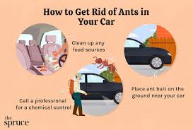 Smaller version of the infographic showing three circular illustrations and captions: "Clean up any food sources," "Call a professional for a chemical control," and "Place ant bait on the ground near your car."