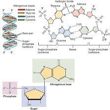 Difference Between Nucleotide And Nucleic Acid Compare The Difference Between Similar Terms