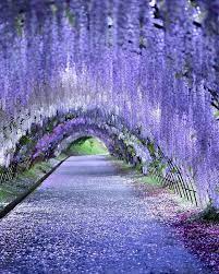 Follow Us Around The World Photographer Puraten10 April 27 2018 Location Japan Gallery By Boyep Beautiful Landscapes Beautiful Gardens Beautiful Nature