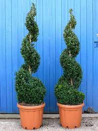 June 09, 2015 for a fraction of what a garden shop charges, you can create a spiral topiary at home in an hour or two. Box Spiral Buxus Sempervirens Shrubs For Landscaping Landscaping Shrubs Evergreen Shrubs