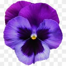 It's high quality and easy to use. Large Transparent Purple Violet Flower Png Clipart Violet Png Png Download 551x600 83478 Pngfind