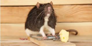 Pest library pests that invade your homes. 3 Residential Pest Control Myths You Should Never Believe Pest Ex Dothan Nearsay
