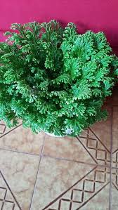 Image result for Selaginella tenerrima