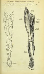 Image result for Obturator Nerve Compression