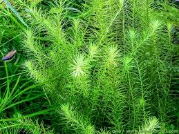 Image result for Mayacaceae