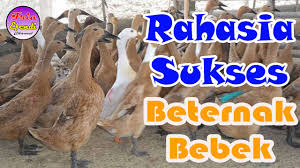 Manfaat telur bebek bagi kesehatan. 101 Gambar Bebek Sedang Makan Paling Keren Gambar Pixabay