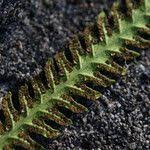 Image result for Cyclosorus interruptus