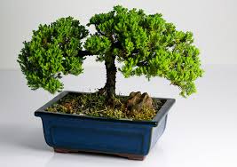 Inspirasi Bonsai Dari Pohon Asam Jawa Asam Jawa Cap Gunung