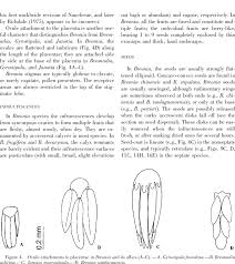 Image result for Corynanthe lane-poolei