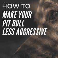 How To Raise Your Pit Bull To Be Less Aggressive Pethelpful