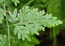 Image result for Selaginellaceae