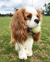 Bobbus Cavalier King Charles Cavalier King Charles Spaniel King Charles Cavalier Spaniel Puppy Cavalier King Charles