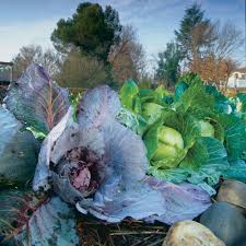 We did not find results for: How To Grow Cabbages Finegardening